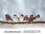 flock of birds sparrows sitting on a branch in a winter new year park under falling snow