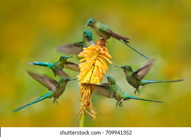 Flock of birds sucking nectar from yellow flower. Hummingbirds Long-tailed Sylph eating nectar from beautiful yellow bloom in Ecuador. Six birds around orange flower.