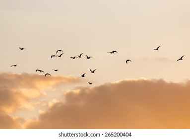 a flock of birds at sunset - Shutterstock ID 265200404
