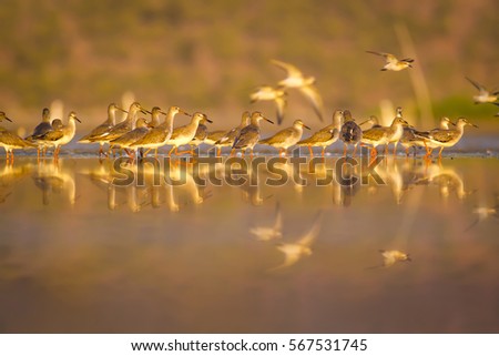 Similar – A flock of white geese in the meadow