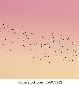 Flock Of Birds In The Sunset Sky Background