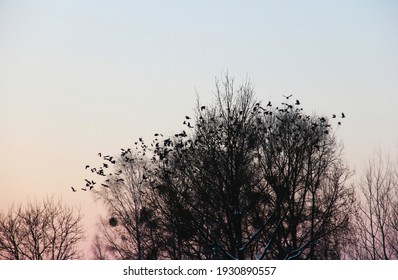 A Flock Of Birds Taking Flight