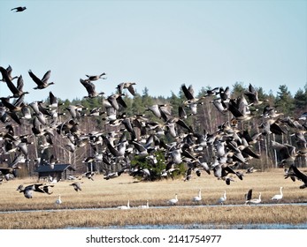 Flock Of Birds Taking Flight