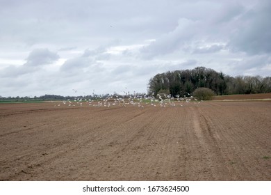 Flock Of Birds Taking Flight From Newly Plowed Land.