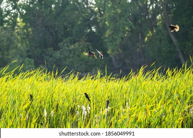 Flock Of Birds Taking Flight From Out Of A Field Of Tall Grass