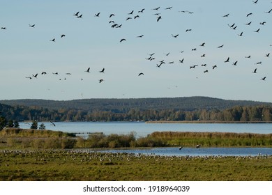 Flock Of Birds Taking Off From A Lake In Sweden.