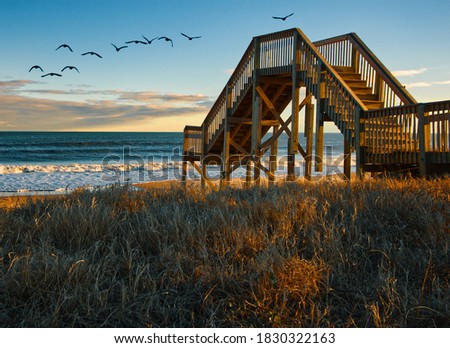 Flock of Birds at Topsail Beach in Jacksonville NC