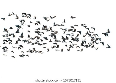 Flock Of Birds White Background