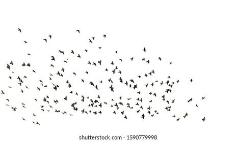 Flock Birds White Background Stock Photo 1590779998 