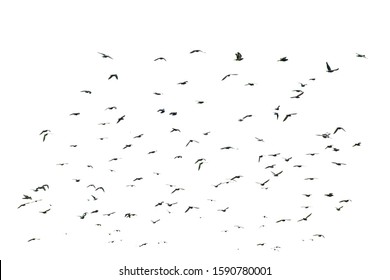 Flock Of Birds White Background