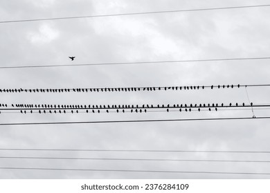 A flock of black birds on electrical wires. Minimalistic photography