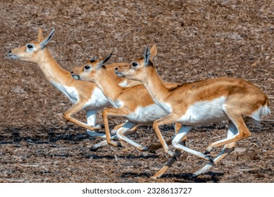 flock of black buck deer, The blackbuck, also known as the Indian antelope, is an antelope native to India and pakistan.