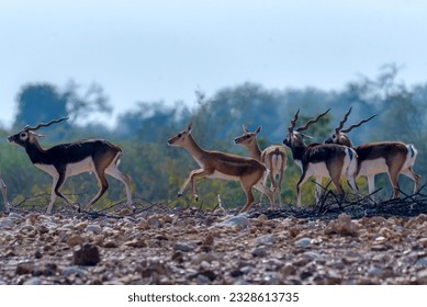 flock of black buck deer, The blackbuck, also known as the Indian antelope, is an antelope native to India and pakistan.