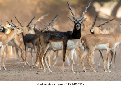 flock of black bucks in desert , The black buck, also known as the Indian antelope, is an antelope native to Pakistan India and Nepal.