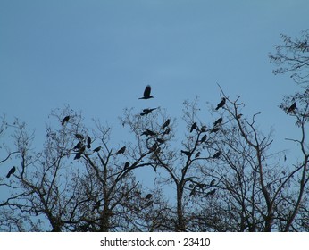 flock of black crows