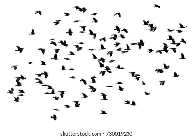a flock of black crows flying wings spread on a white isolated background