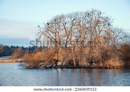 A flock of black heron birds resting on leafless trees on a winter morning at Caldecotte lake