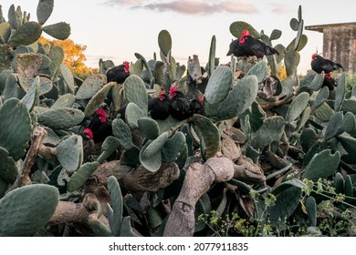 A flock black roosters   hens  free range in field  perched Opuntia prickly pear pads in the Maltese Islands  resting near farm 