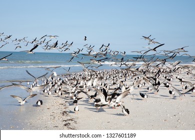 Flock Of Black Skimmer Birds Taking Flight On Sandy Beach In Naples Florida