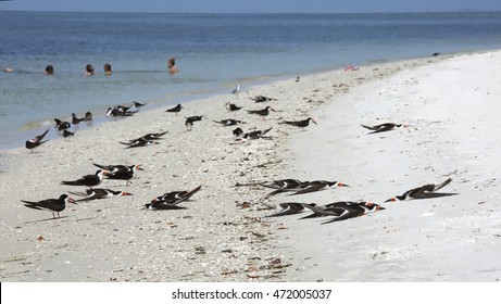 A Flock Of Black Skimmers Stand, Walk And Sleep At The Surf's Edge In Fort Myers Beach, Close To A Family Enjoying The Blue Waters Of The Gulf Of Mexico. 