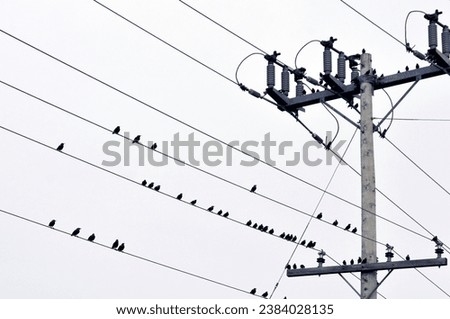 A flock of black small birds perched on the hydro lines 