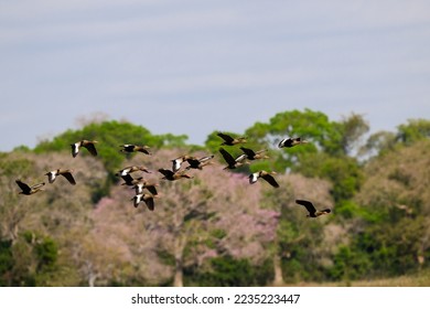Flock of Black-bellied Whistling Ducks in flight against trees