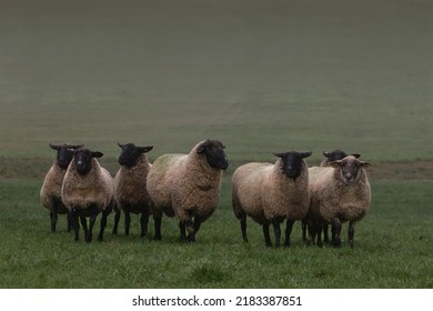 Flock of black-faced sheep, a group of sheep, seven, lined up stand on the pasture on a very cold, misty and foggy morning in autumn, winter