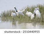 A Flock of Black-faced Spoonbills in Breeding Plumage Interact on the Water