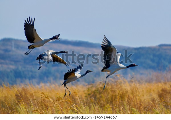 A\
flock of black-necked cranes flying on the\
grassland