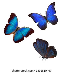 Flock Blue Butterflies Isolated On White Stock Photo (Edit Now) 1389739334