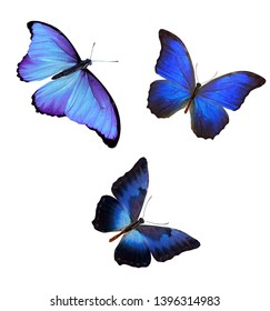 Flock Blue Butterflies Isolated On White Stock Photo (Edit Now) 1385400137