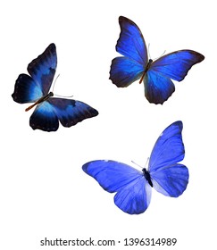 Flock Blue Butterflies Isolated On White Stock Photo (Edit Now) 1399903193