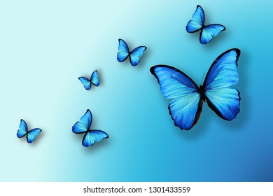 a flock blue butterflies