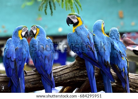 Flock of Blue and gold macaw birds together perching on log in the zoo, beautiful parrots