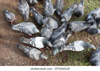 A flock of blue pigeons pecking at crumbs on the ground. Beautiful city birds. Top view.