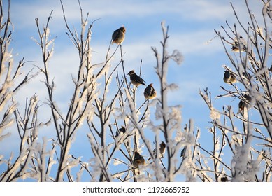 Flock of the bohemian waxwing (Bombycilla garrulus) birds sitting on frozen tree branches against sunrise sky on winter day. Russia. Selective focus