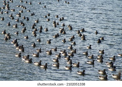 A Flock Of Brants On The Hudson River In Winter.