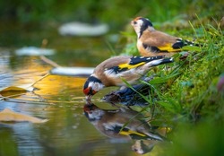 A Flock Of Bright And Colorful Goldfinches Is Sitting On The Edge Of A Beautiful Pond And Drinking Water