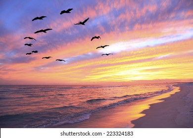 A Flock of Brown Pelicans Fly Over the Beach as the Sun Sets