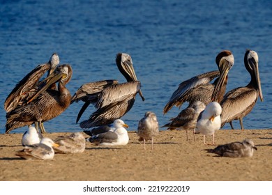 Bloque de pelícanos y gaviotas marrones en la playa cerca del río