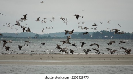                            Flock of brown pelicans taking flight from a sandbar at Fish Haul beach in Hilton Head.     - Powered by Shutterstock