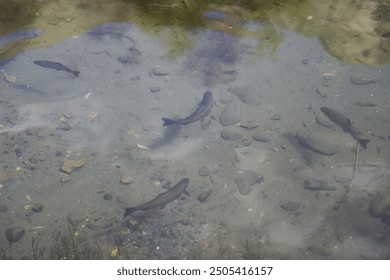 Flock of brown trout fishes swimming in the fresh water. - Powered by Shutterstock