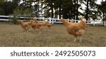 Flock of buff Orpington chicken pullets free ranging on a pasture looking for seeds or bugs to eat.