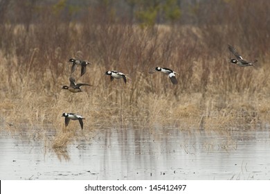 Flock of Bufflehead Ducks
