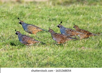 Flock of California Quail (Callipepla californica) running on the grasslands of Point Reyes National Seashore, California