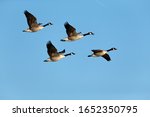   Flock of Canada geese (Branta canadensis) in flight