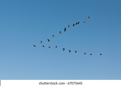 A flock of Canada Geese (Branta canadensis) flies in V-formation.
