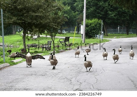Flock of Canada geese. Canadian goose. Wings spread. Walking on asphalt pavement road. Park trees green grass. Summer. Wild birds wildlife waterfowl. Brown black white grey gray. Webbed feet. Stroll.