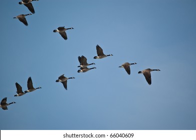 A flock of Canada Geese flies in V-formation.