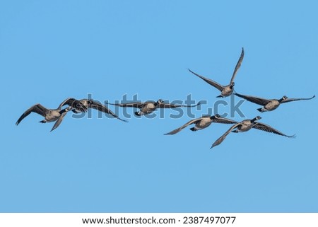 Flock of Canada geese flying against a blue sky.